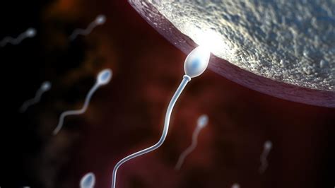 Le parcours des spermatozoïdes jusquà lovule